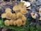Маринованные грибы опята маслята. Фото 2.