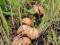Маринованные грибы опята маслята. Фото 4.