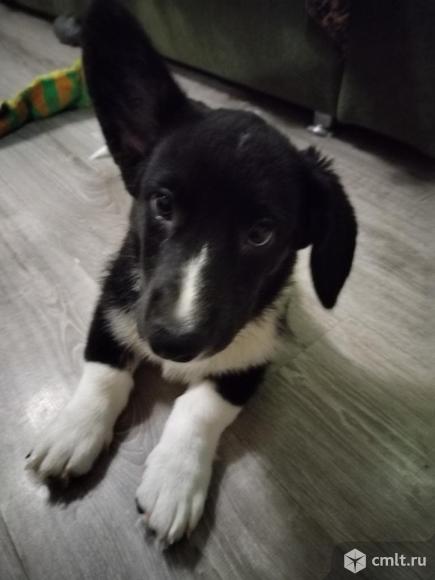 Продаётся мальчик корги. Фото 1.