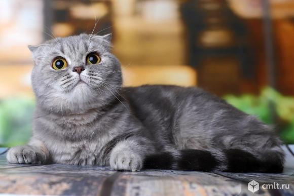 Продажа шотландская кошка. Фото 1.