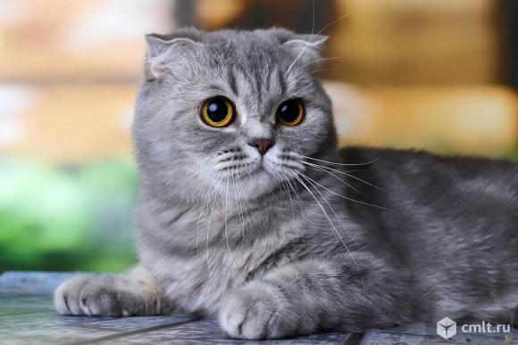 Продажа шотландская кошка. Фото 3.