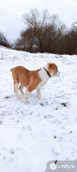 Щенки Алабая. Фото 5.