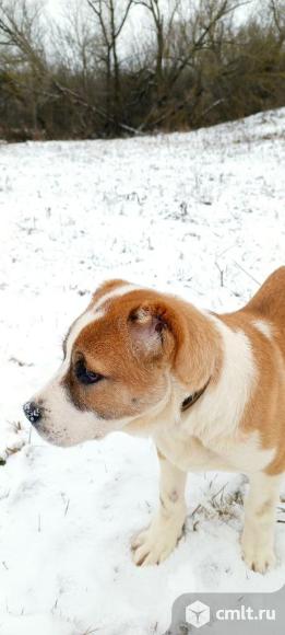 Щенки Алабая. Фото 1.