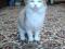 Трехцветная красавица-кошка. Фото 3.