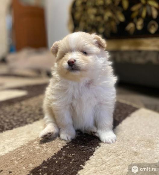 Девчули красотули и джентльмен. Фото 1.