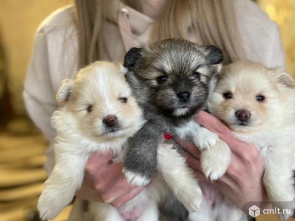 Девчули красотули и джентльмен. Фото 8.