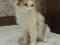 Молодая кошка трехцветного окраса. Фото 2.