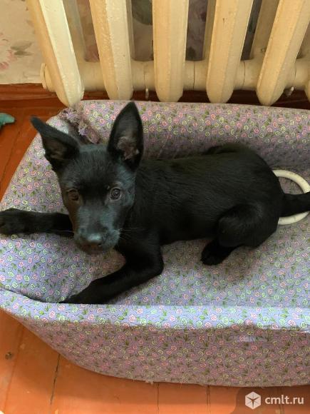 Щенка в добрые руки даром. Фото 1.