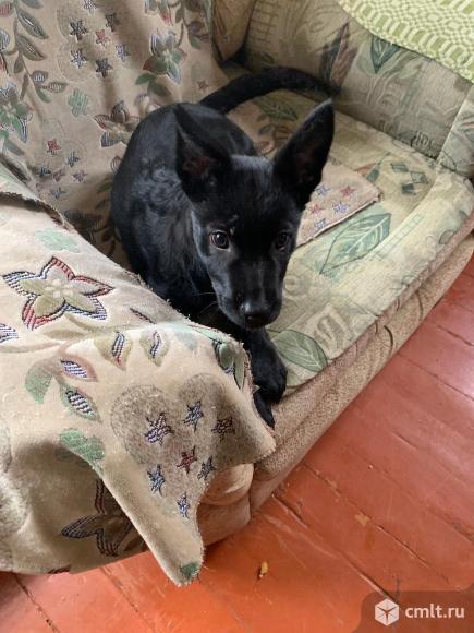 Щенка в добрые руки даром. Фото 3.