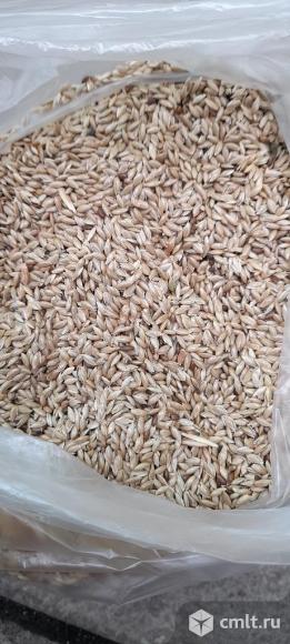 Канареечное семя. Фото 1.