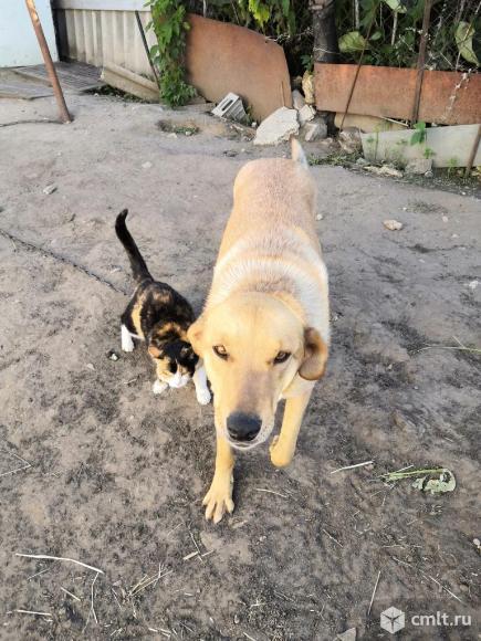 Отдам в частный дом молодого доброго пса. Фото 1.