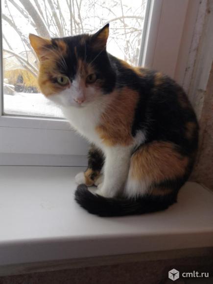 Ласковая кошка ищет новую семью. Фото 2.