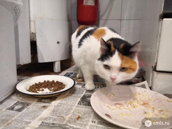 Ласковая кошка ищет семью. Фото 1.