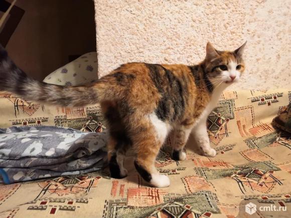 Хищная к грызунам, ласковая к людям кошка ищет семью. Фото 1.