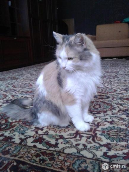 Красивая кошка в добрые руки. Фото 1.