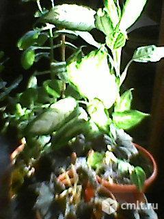 Комнатные цветы. Фото 3.