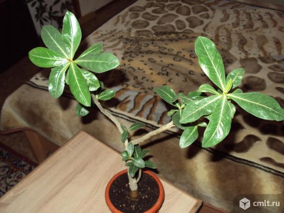 Адениум или «роза пустыни». Фото 1.