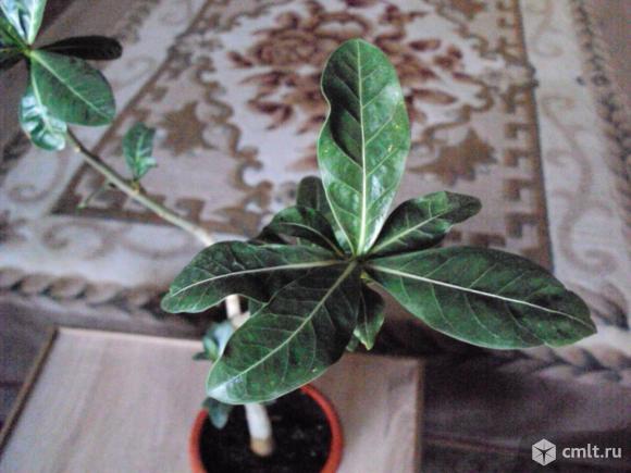 Адениум или «роза пустыни». Фото 2.