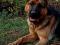 Продам немецкую овчарку. Фото 3.