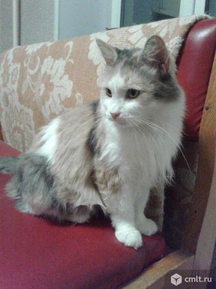 Шикарная трехцветная кошка. Фото 1.