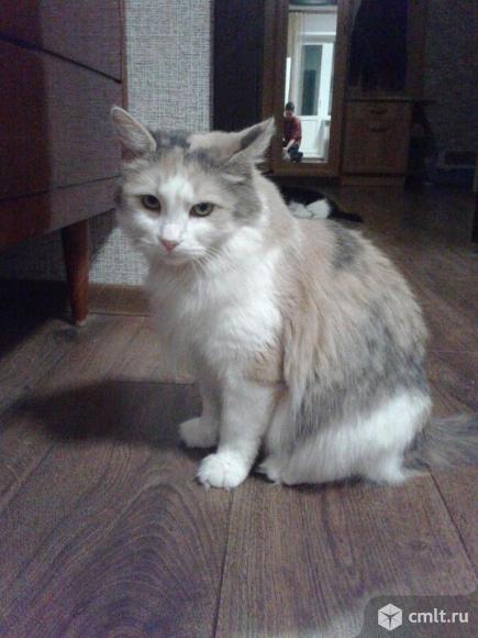 Шикарная трехцветная кошка. Фото 5.