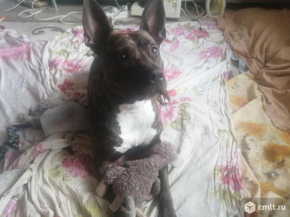 Пропала собака. Фото 1.