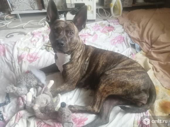 Пропала собака. Фото 2.