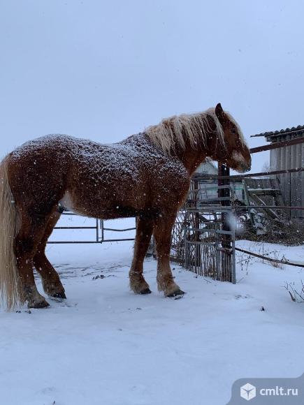 Обмен или продажа тяжеловозов. Фото 1.
