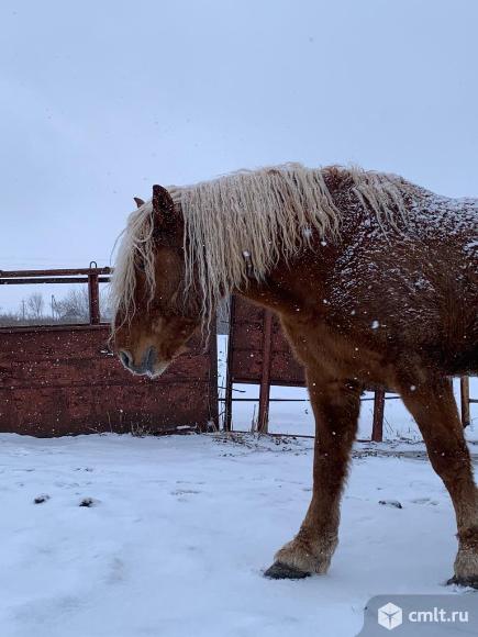 Обмен или продажа тяжеловозов. Фото 3.