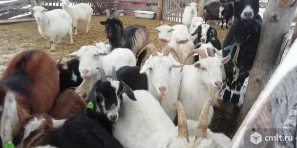 Продам коз. Фото 2.