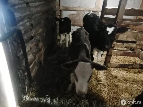 Продам телку. Фото 3.