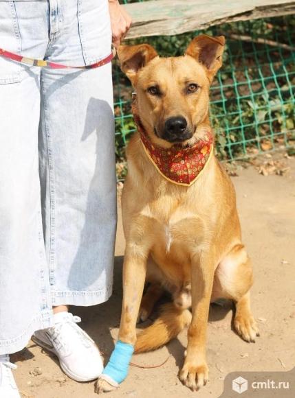 Пес Арчи в добрые руки. Фото 1.