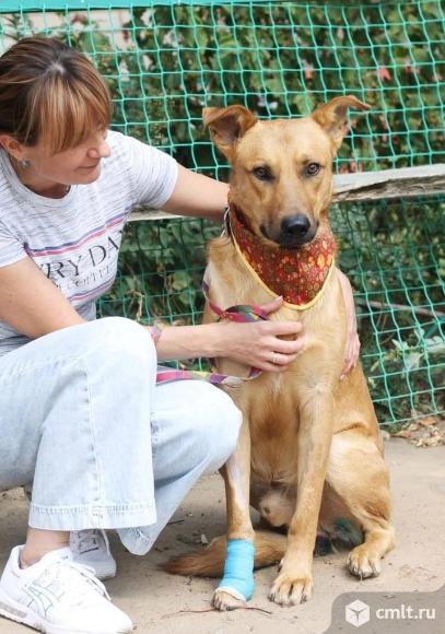 Пес Арчи в добрые руки. Фото 2.