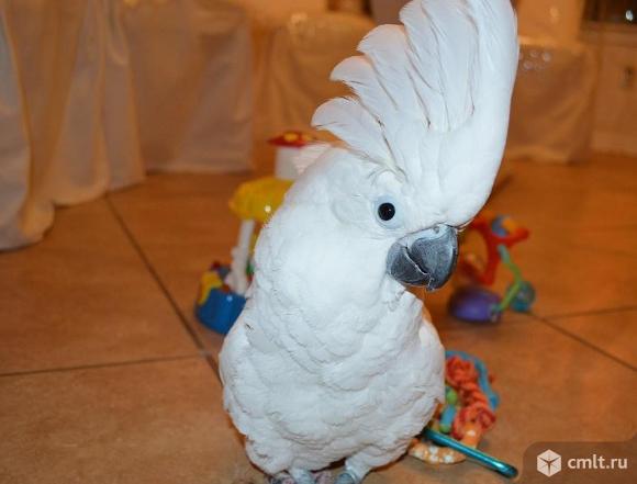 Белохохлый какаду (Cacatua alba) ручные птенцы из питомника. Фото 1.