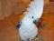 Белохохлый какаду (Cacatua alba) ручные птенцы из питомника. Фото 1.