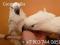 Белохохлый какаду (Cacatua alba) ручные птенцы из питомника. Фото 2.