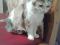 Трехцветная кошка Боня. Фото 2.