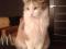 Трехцветная кошка Боня. Фото 5.