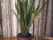 Продам отростки цветка Сансевиерия "Тещин язык". Фото 1.