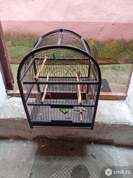 Клетки. Фото 1.