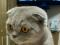 Шотландская вислоухая кошка. Фото 1.