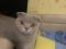 Шотландская вислоухая кошка. Фото 3.