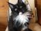 Котята мейн-кун от породистых родителей. Фото 2.