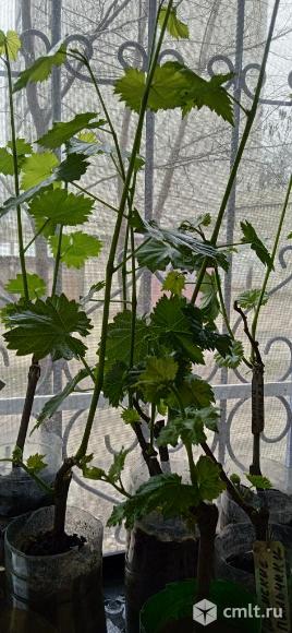 Саженцы винограда. Фото 16.