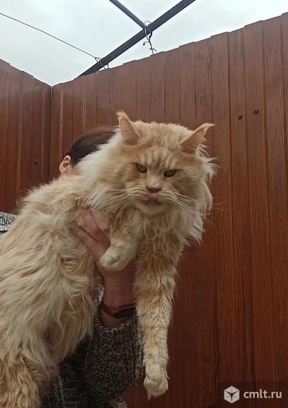 Котята Мейн кун из питомника .. Фото 1.