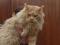 Котята Мейн кун из питомника .. Фото 1.