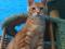 Котята Мейн кун из питомника .. Фото 4.