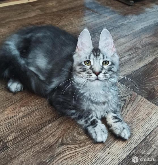 Котята Мейн кун из питомника .. Фото 7.