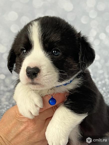 Щенки вельш корги кардиган. Фото 1.