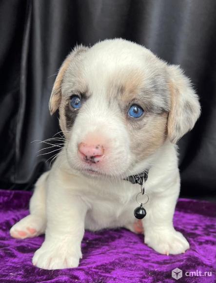 Щенки вельш корги кардиган. Фото 4.